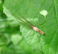 Tetragnathidae sp.