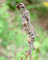 Tetragnathidae Metellina sp.