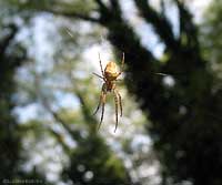 Metellina sp. sulla tela in mezzo al bosco