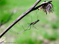 Tetragnathidae che cerca di nascondersi