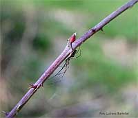 Tetragnathidae che si nasconde sotto un rametto