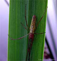 ragno Tetragnathidae screziato