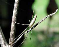 ragno Tetragnathidae chiaro