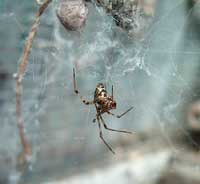 Theridiidae achaearanea con ovisacchi