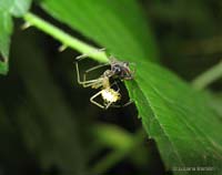 Enoplognatha ovata