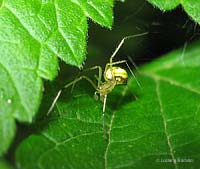 Enoplognatha ovata