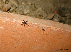  Euryopis episinoides con formica