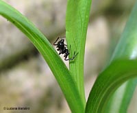 Ragno Euryopis episinoides