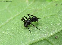 Euryopis episinoides maschio