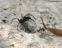 Euryopis in posizione di attacco con formica Euryopis in posizione di attacco con formica