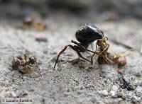 Euryopis sp. che trasporta una formica Euryopis sp. che trasporta una formica