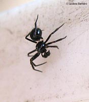 piccolo Euryopis maschio