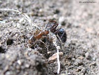piccolo Euryopis che ha catturato una formica piccolo Euryopis che ha catturato una formica