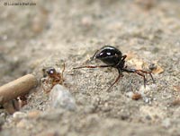 Euryopis femmina in posizione di attacco Euryopis femmina in posizione di attacco