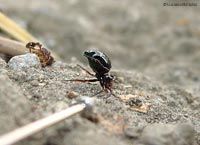 Euryopis sp in posizione di attacco Euryopis sp in posizione di attacco