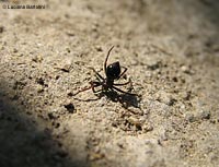 Euryopis sp in posizione di attacco