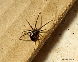 Steatoda grossa