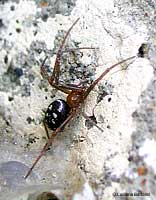 steatoda sp.