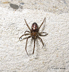 Steatoda triangulosa