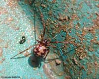 Steatoda triangulosa