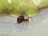 Euryopis femmina Euryopis femmina