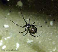 Theridiidae scuro