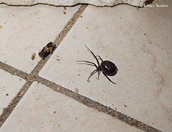 steatoda grossa