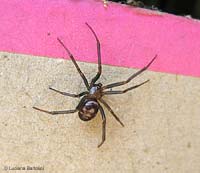 Steatoda grossa