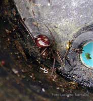 steatoda