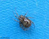 Steatoda triangulosa rannicchiato