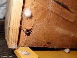 Steatoda grossa