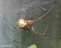 grosso Theridiidae sp.