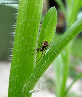 piccolo therididae tra fili d'erba