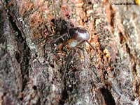 theridiidae sp.