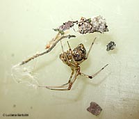 Theridiidae achaearanea