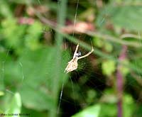 Uloborus sp.
