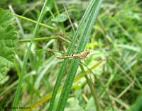 Uloborus sp. tra l'erba