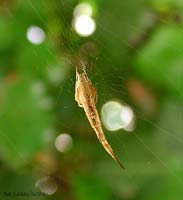Uloborus sp.