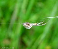 ragno Uloborus sp.