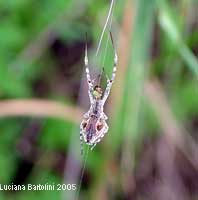 Ragno Uloboridae