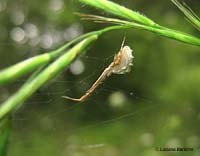 Uloborus sp.
