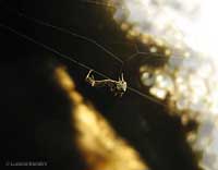 Uloborus plumipes sulla ragnatela