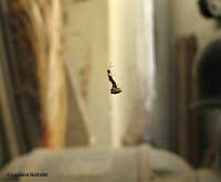 Uloborus plumipes appeso alla sua tela