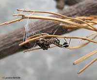 ragno Uloborus plumipes
