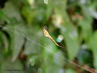 Uloborus plumipes arancio fermo sulla tela