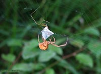 Uloborus che avvolge una preda