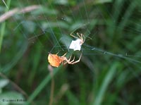 Uloborus che avvolge una preda