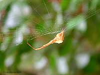 Uloborus plumipes color arancione