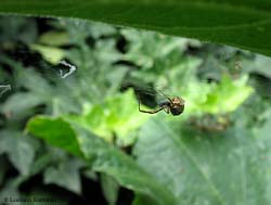 Uloborus sp.
