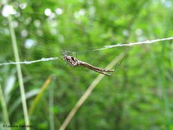 Uloborus sp. tra l'erba